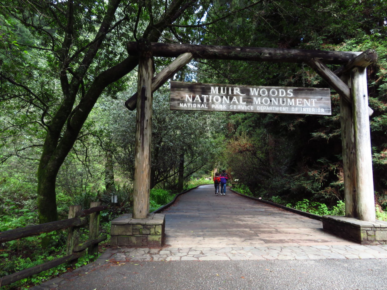 Weekend Wayfarer: Muir Woods and the Origins of the NPS