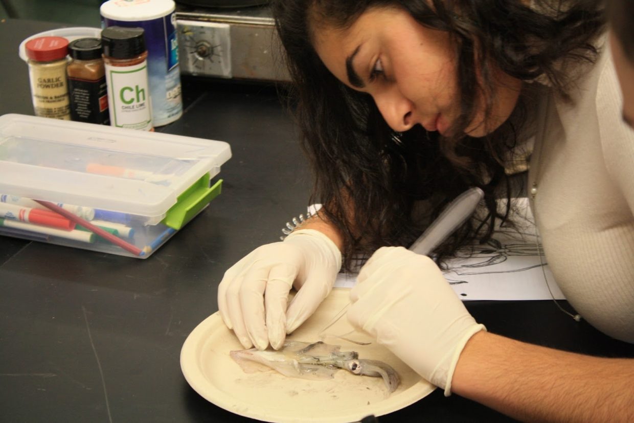 A Look at M-A’s Animal Dissections