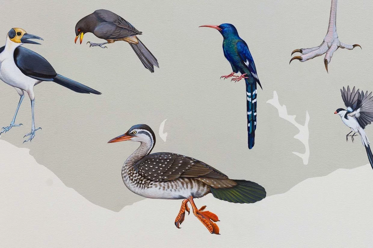 Birds of a Different Feather MA Chronicle