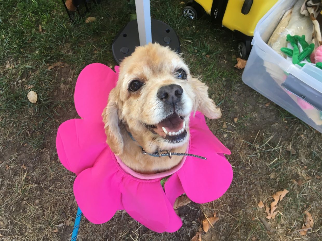 Menlo Park Mutt Strut Raises Awareness for Senior Dogs MA Chronicle