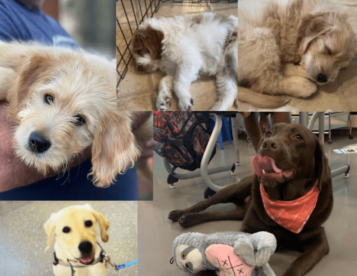 New Friends in Menlo Bark: Therapy Dogs Coming to MPCSD